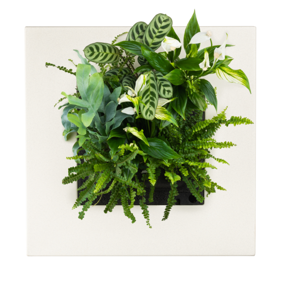 LivePicture GO Schwarz, Pflanzenbild von Mobilane zur Raumteilung, Innenraumbegrünung, Platzeinsparung, Arbeitsklima, Dekoration und als Geschenkidee